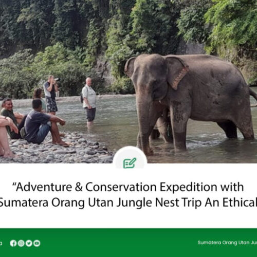 Adventure & Conservation Expedition with Sumatera Orang Utan Jungle Nest Trip An Ethical