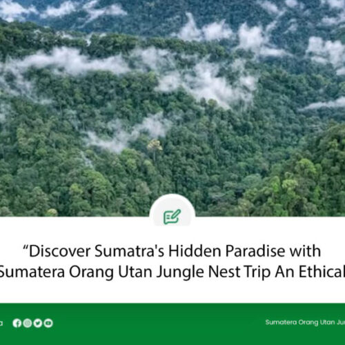 Discover Sumatra's Hidden Paradise with Sumatera Orang Utan Jungle Nest Trip An Ethical