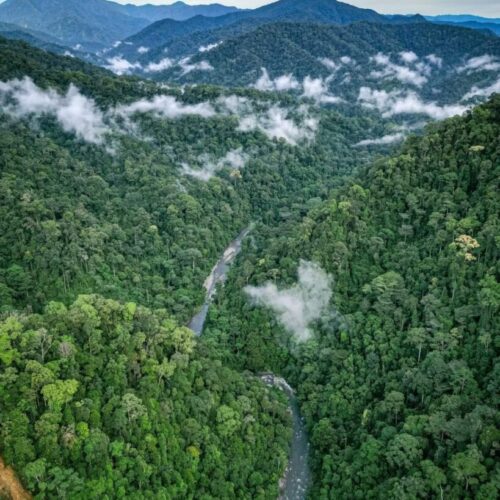 Galeri Sumatra Jungle Nest Trekking (1) Galeri Sumatra Jungle Nest Trekking (1)