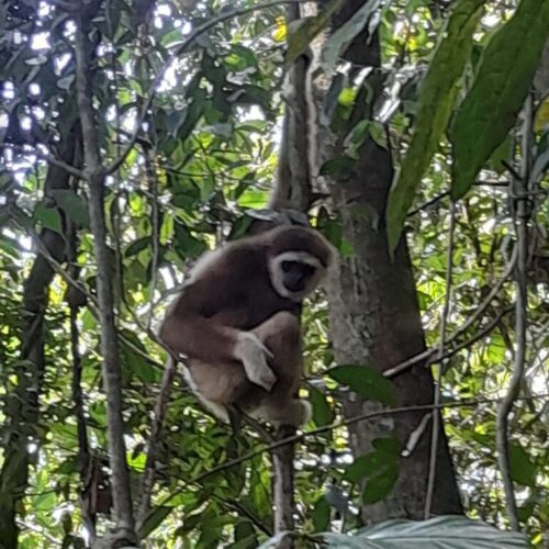 Galeri Sumatra Jungle Nest Trekking (14)