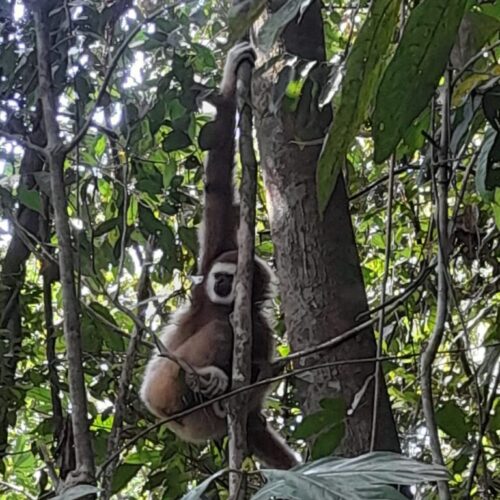 Galeri Sumatra Jungle Nest Trekking (15)