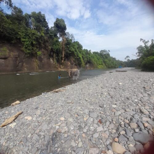 Galeri Sumatra Jungle Nest Trekking (16)