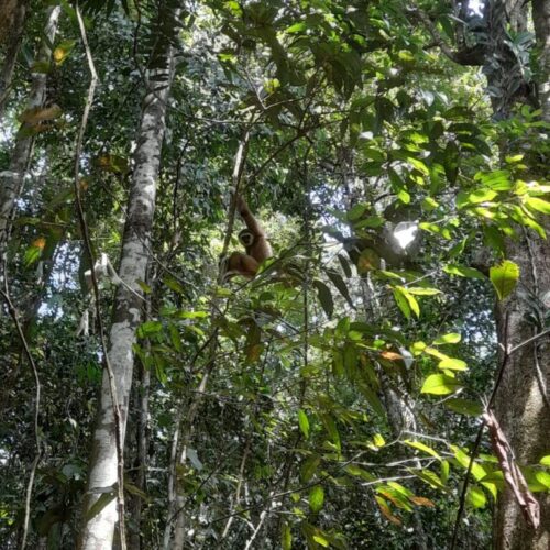 Galeri Sumatra Jungle Nest Trekking (17)