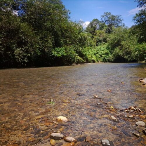 Galeri Sumatra Jungle Nest Trekking (18)