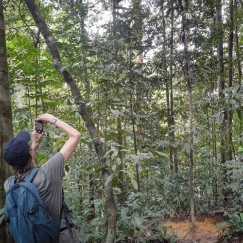 Galeri Sumatra Jungle Nest Trekking (19)