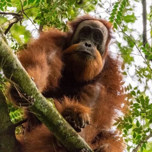 Galeri Sumatra Jungle Nest Trekking (2) Galeri Sumatra Jungle Nest Trekking (2)