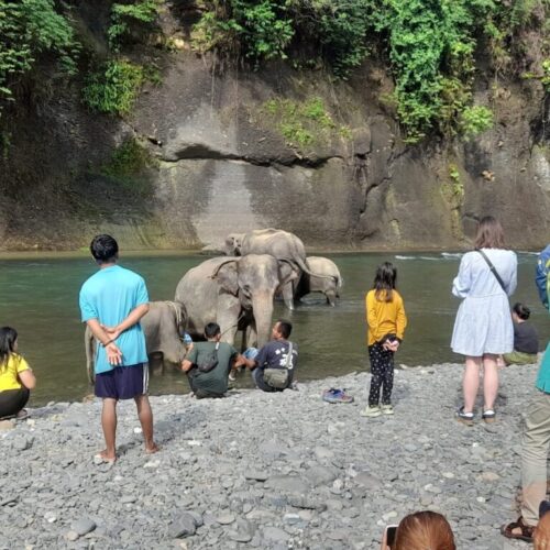 Galeri Sumatra Jungle Nest Trekking (24)
