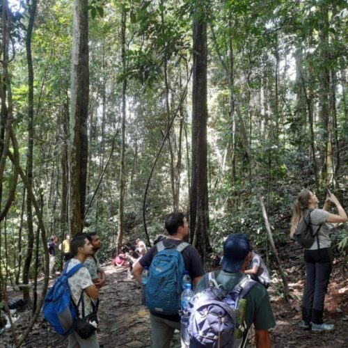 Galeri Sumatra Jungle Nest Trekking (25)