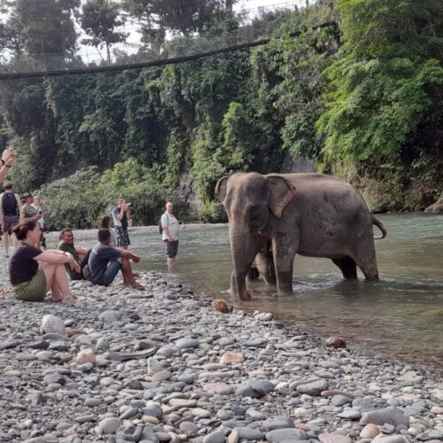 Galeri Sumatra Jungle Nest Trekking (28)