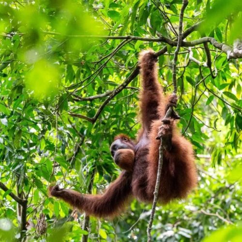 Galeri Sumatra Jungle Nest Trekking (3) Galeri Sumatra Jungle Nest Trekking (3)