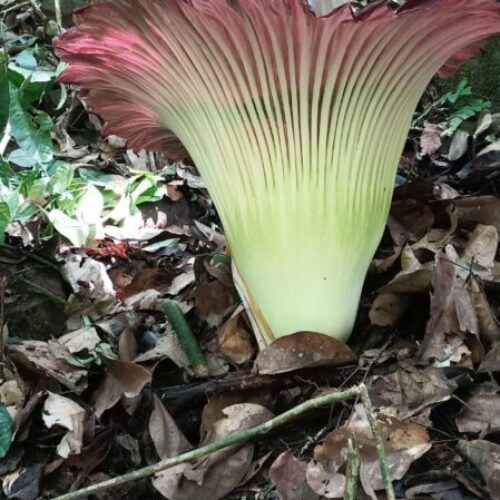 Galeri Sumatra Jungle Nest Trekking (30)