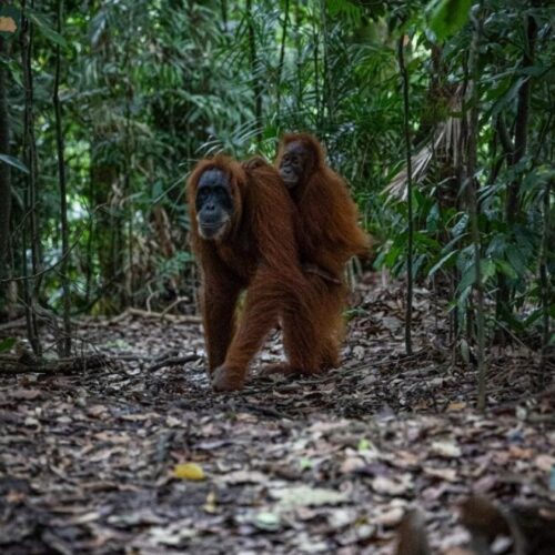 Galeri Sumatra Jungle Nest Trekking (31)