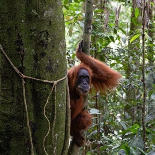 Galeri Sumatra Jungle Nest Trekking (32)