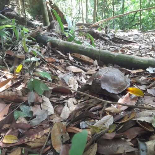 Galeri Sumatra Jungle Nest Trekking (33)