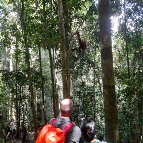 Galeri Sumatra Jungle Nest Trekking (34)