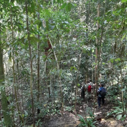 Galeri Sumatra Jungle Nest Trekking (35)