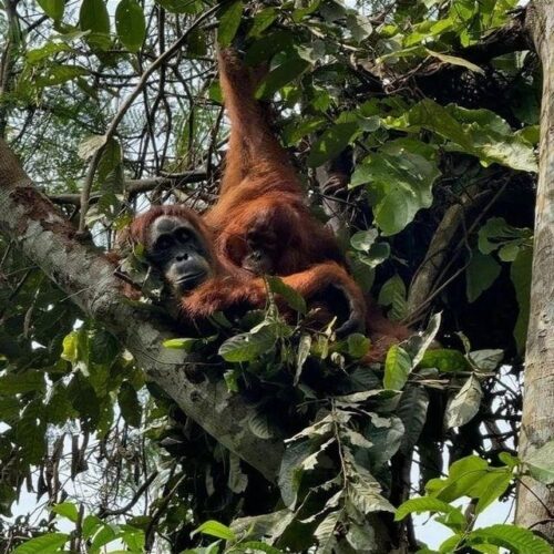 Galeri Sumatra Jungle Nest Trekking (36)