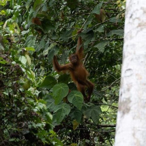 Galeri Sumatra Jungle Nest Trekking (37)