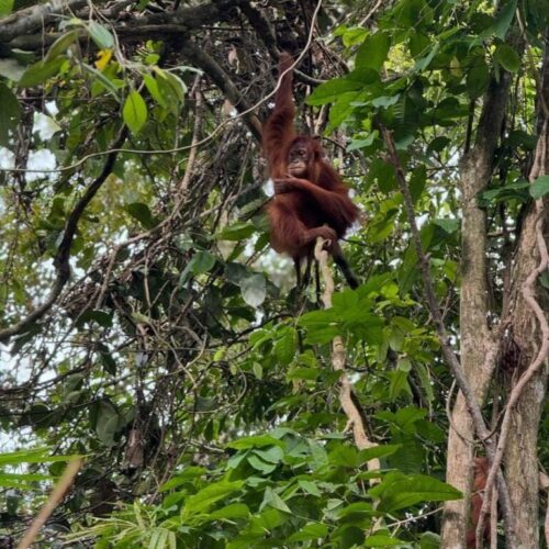 Galeri Sumatra Jungle Nest Trekking (38)