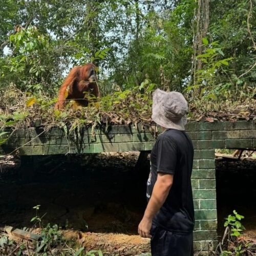 Galeri Sumatra Jungle Nest Trekking (39)