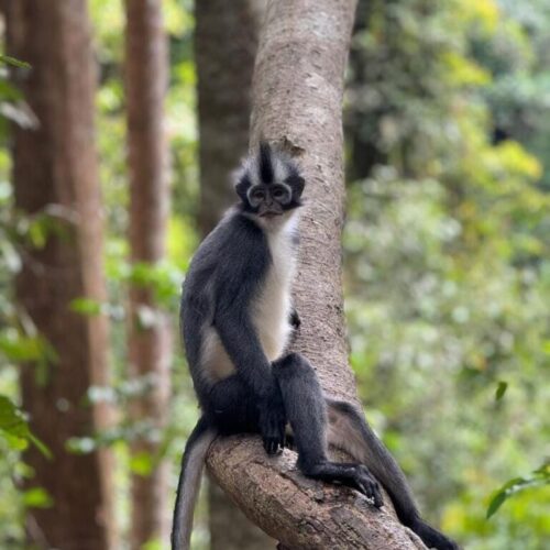 Galeri Sumatra Jungle Nest Trekking (40)