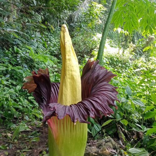 Galeri Sumatra Jungle Nest Trekking (52)