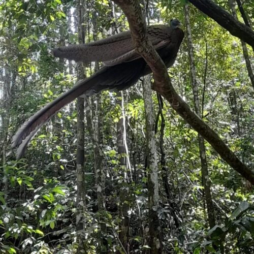 Galeri Sumatra Jungle Nest Trekking (54)