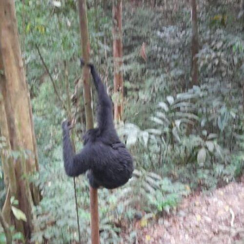 Galeri Sumatra Jungle Nest Trekking (6)
