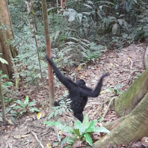 Galeri Sumatra Jungle Nest Trekking (7)