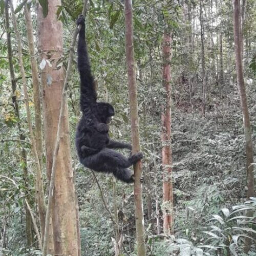 Galeri Sumatra Jungle Nest Trekking (8)