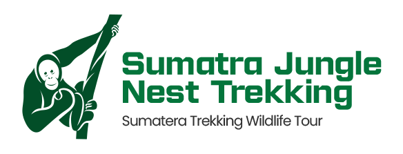 Sumatra Jungle Nest Trekking